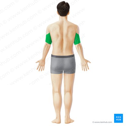 Posterior region of arm (Regio posterior brachii); Image: Paul Kim