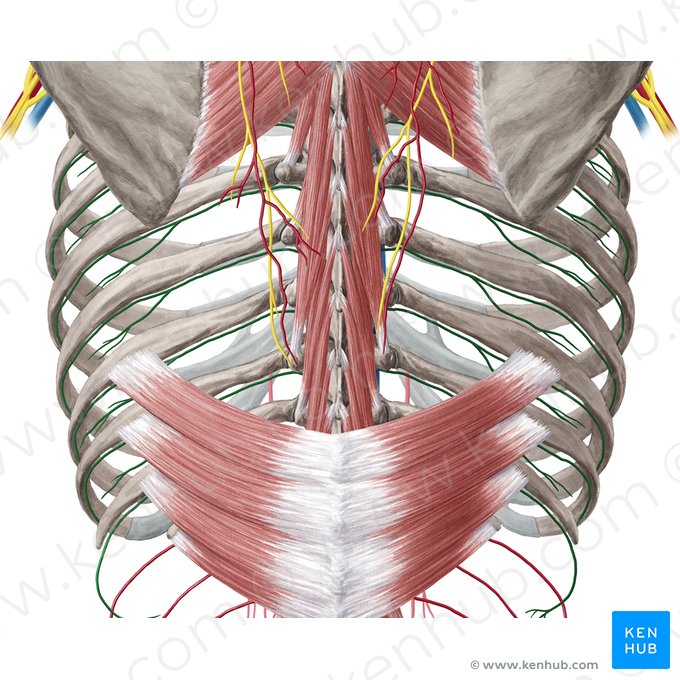 Artéria intercostal posterior (Arteria intercostalis posterior); Imagem: Yousun Koh