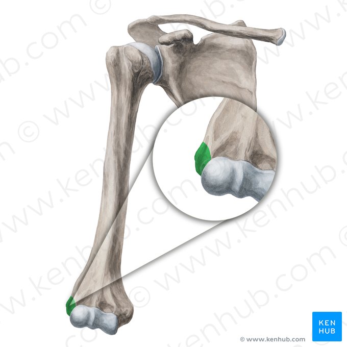 Epicôndilo lateral do úmero (Epicondylus lateralis humeri); Imagem: Yousun Koh