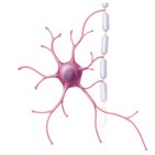 Astrocytes