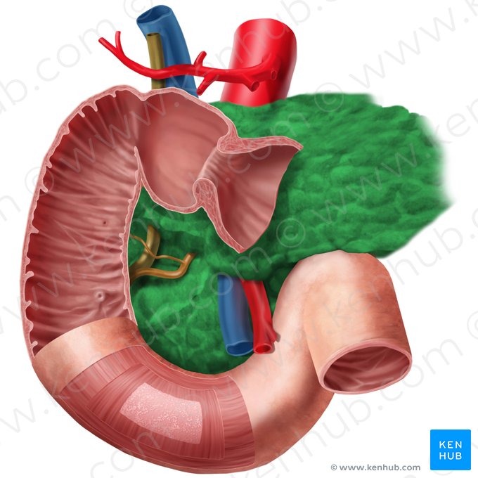 Pancreas; Image: Begoña Rodriguez