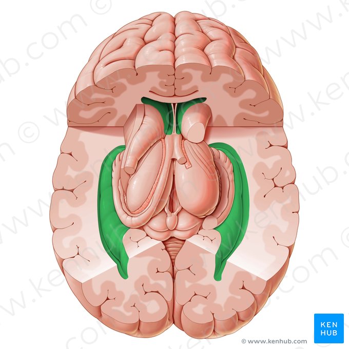 Lateral ventricle (Ventriculus lateralis); Image: Paul Kim