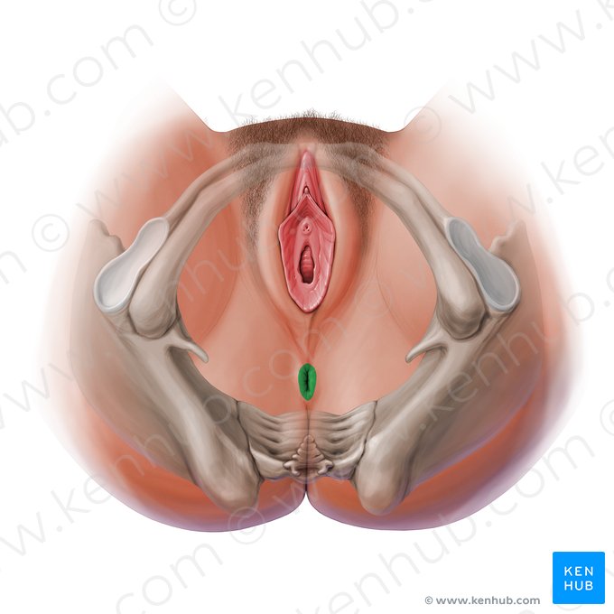 Anal aperture (Apertura ani); Image: Paul Kim