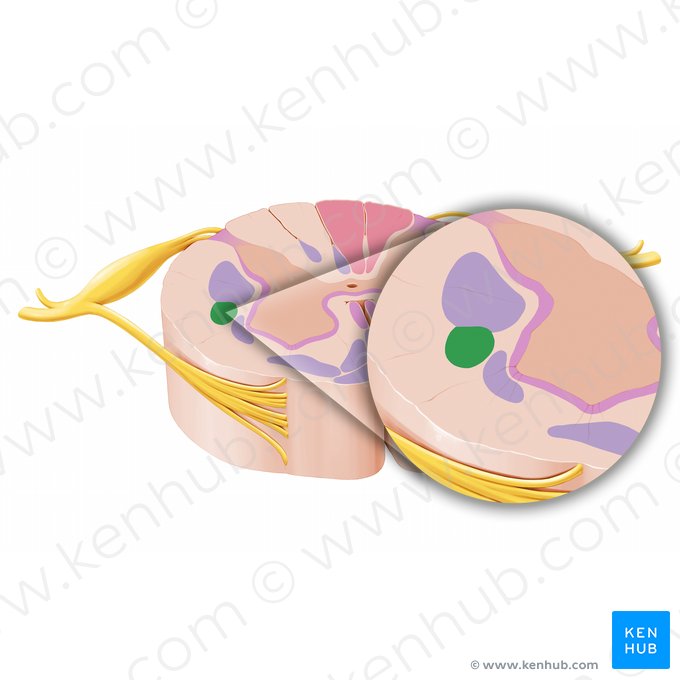 Trato rubroespinal (Tractus rubrospinalis); Imagem: Paul Kim