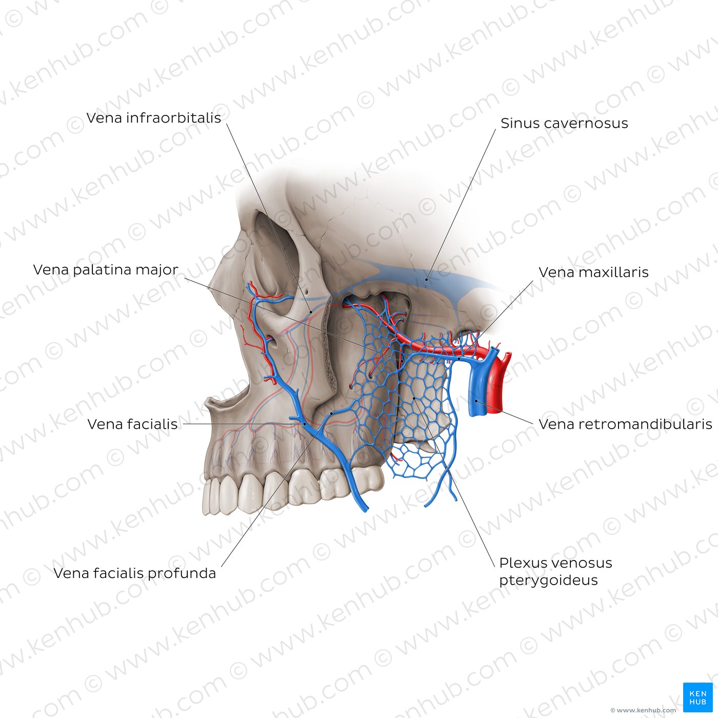 Venen der Fossa pterygopalatina