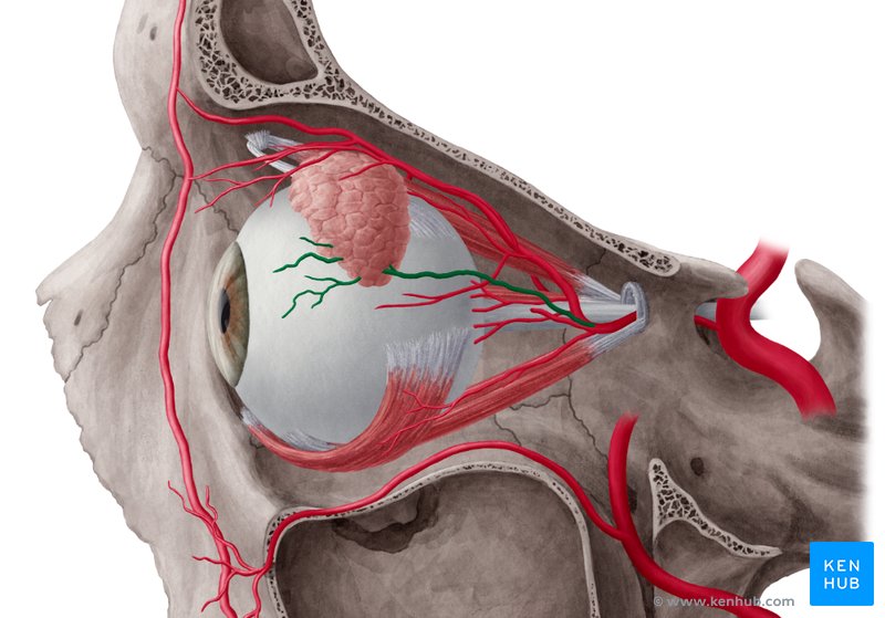 Lacrimal artery: Lateral-left view