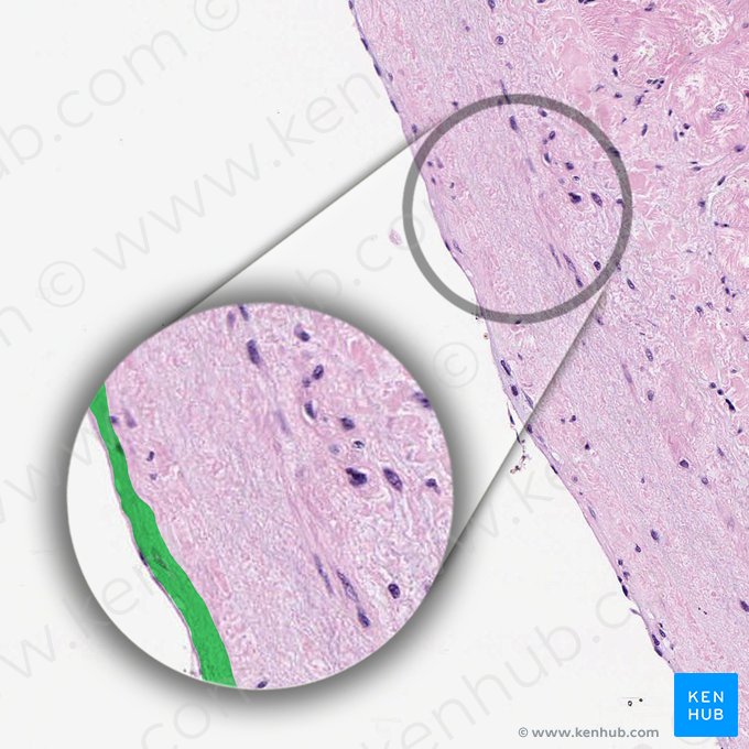 Capa subendotelial del endocardio (Stratum subendotheliale endocardii); Imagen: 