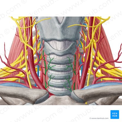 Nervo laríngeo recorrente (Nervus laryngeus recurrens); Imagem: Yousun Koh