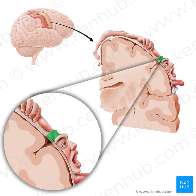 Corteza motora de la cabeza (Cortex motorius regionis frontalis); Imagen: Paul Kim