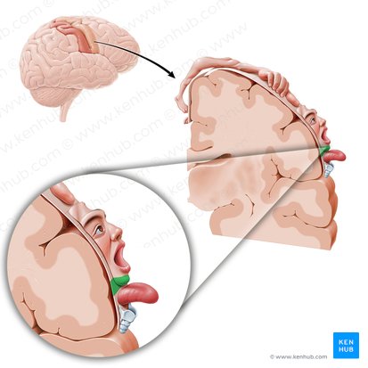 Motor cortex of chin (Cortex motorius regionis mentalis); Image: Paul Kim