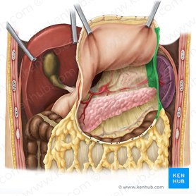 Gastrosplenic ligament (Ligamentum gastrosplenicum); Image: Esther Gollan