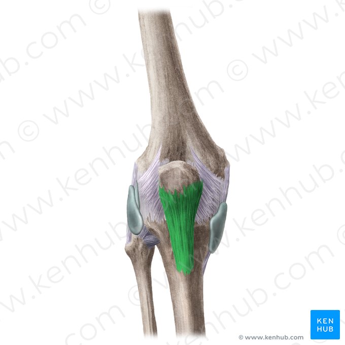 Ligamentum patellae (Kniescheibenband); Bild: Liene Znotina