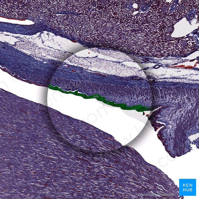 Urothelium (Urothel); Bild: 