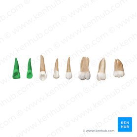 Incisor teeth (Dentes incisivi); Image: Begoña Rodriguez