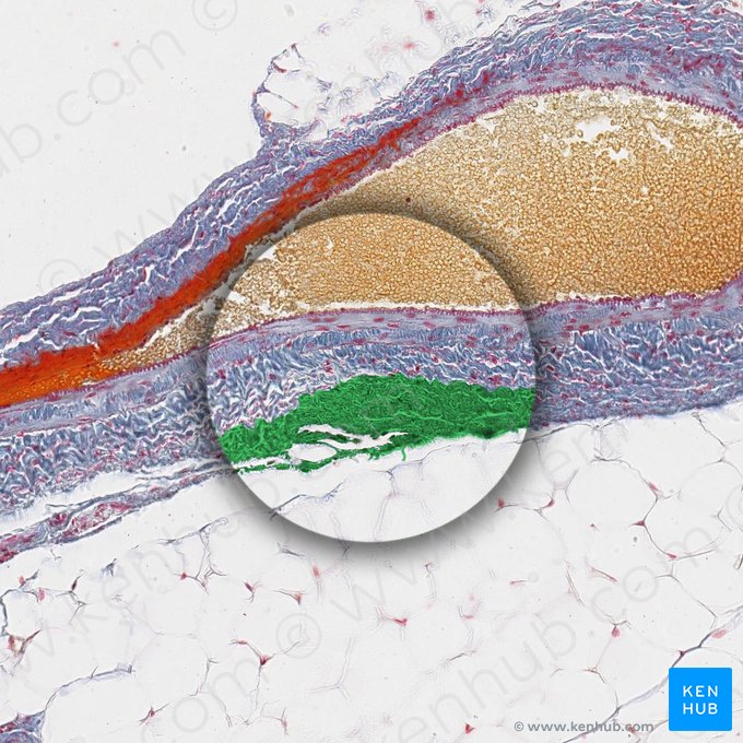 Túnica externa de la vena (Tunica externa venae); Imagen: 