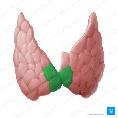 Isthmus of thyroid gland (Isthmus glandulae thyroideae); Image: Begoña Rodriguez