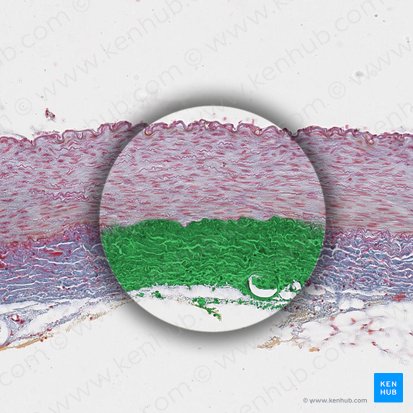 Tunica externa of artery (Tunica externa arteriae); Image: 