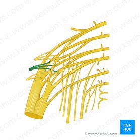Inferior gluteal nerve (Nervus gluteus inferior); Image: Begoña Rodriguez