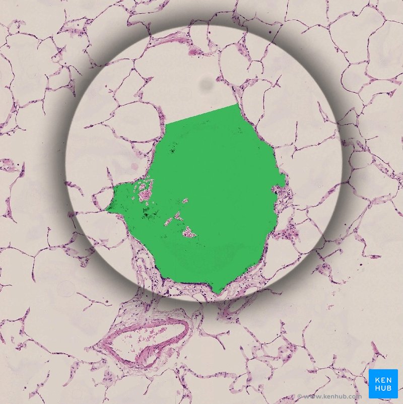 Respiratory bronchiole - histological slide