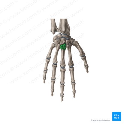 Base do 3.º metacarpal (Basis ossis metacarpi 3); Imagem: Yousun Koh