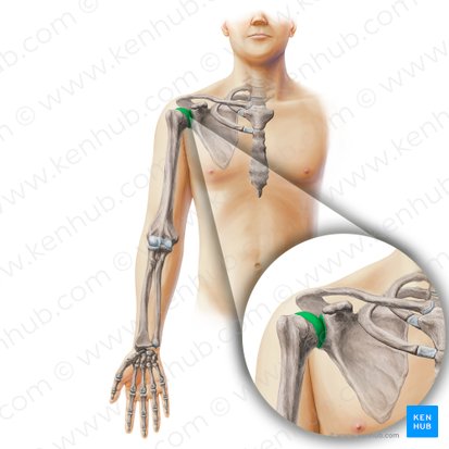 Articulación glenohumeral (Articulatio glenohumeralis); Imagen: Paul Kim