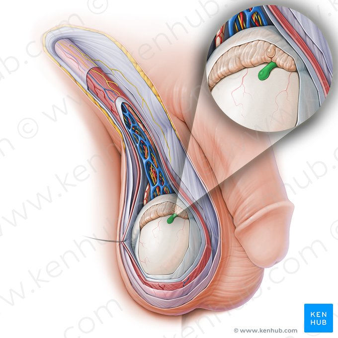 Appendice du testicule (Appendix testis); Image : Paul Kim