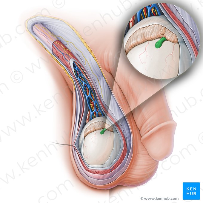 Appendix testis (Hodensackanhängsel); Bild: Paul Kim