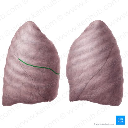Fissura horizontalis pulmonis dextri (Horizontale Spalte der rechten Lunge); Bild: Yousun Koh