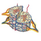 Blood supply of the spinal cord