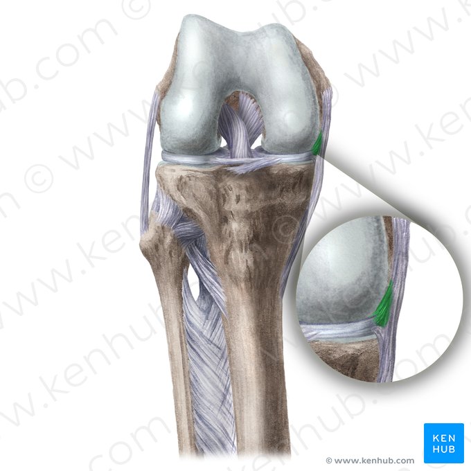 Ligament méniscofémoral médial (Ligamentum meniscofemorale mediale); Image : Liene Znotina