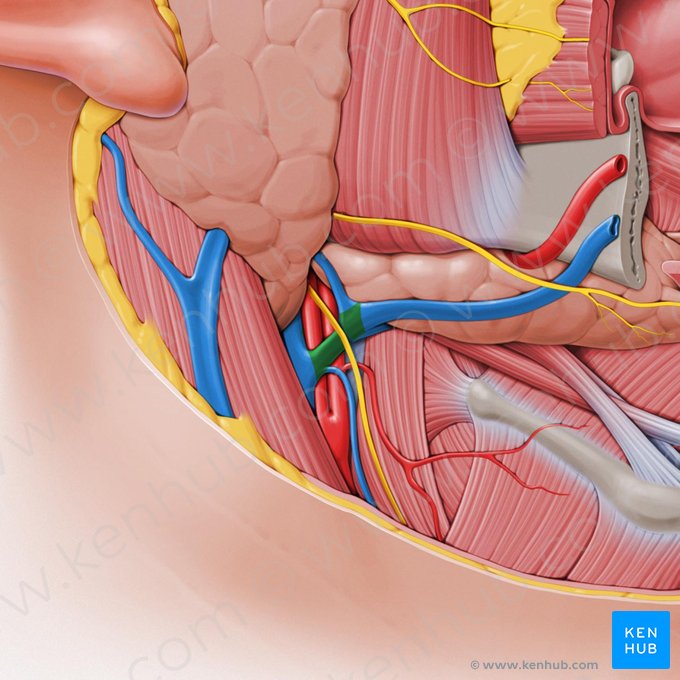 Veia facial comum (Vena facialis communis); Imagem: Paul Kim