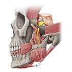 Mandibular nerve (CN V3) 