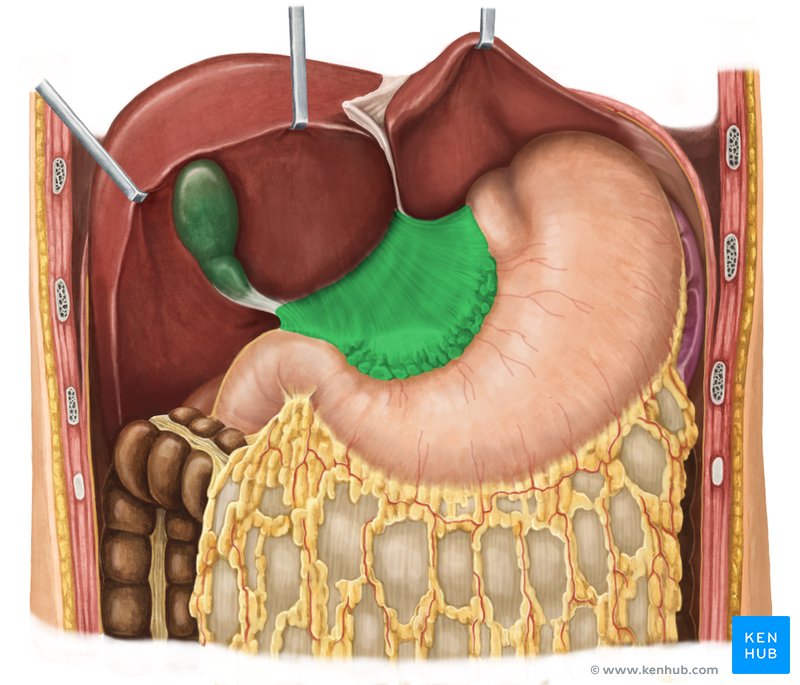 Lesser omentum - ventral view