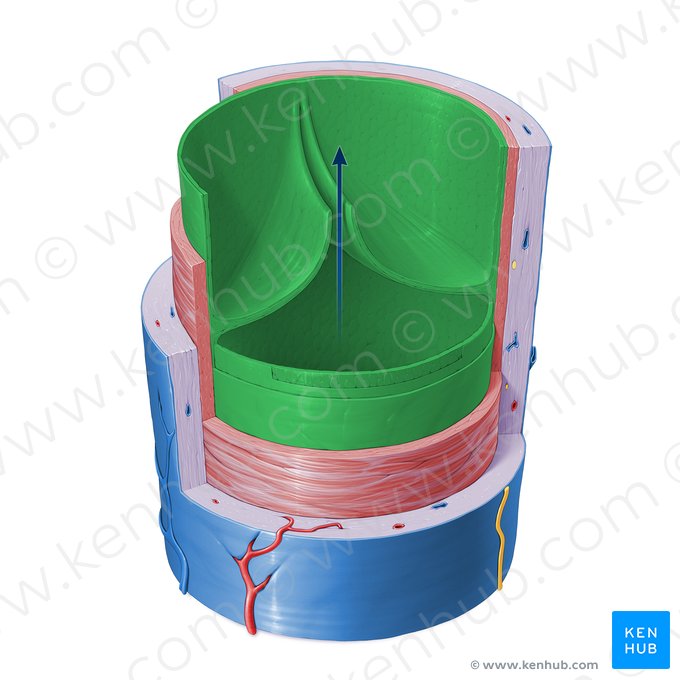 Túnica íntima da veia (Tunica intima venae); Imagem: Paul Kim