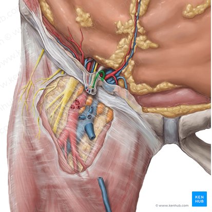 Cremasteric artery (Arteria cremasterica); Image: Hannah Ely