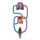 Sistema cardiovascular