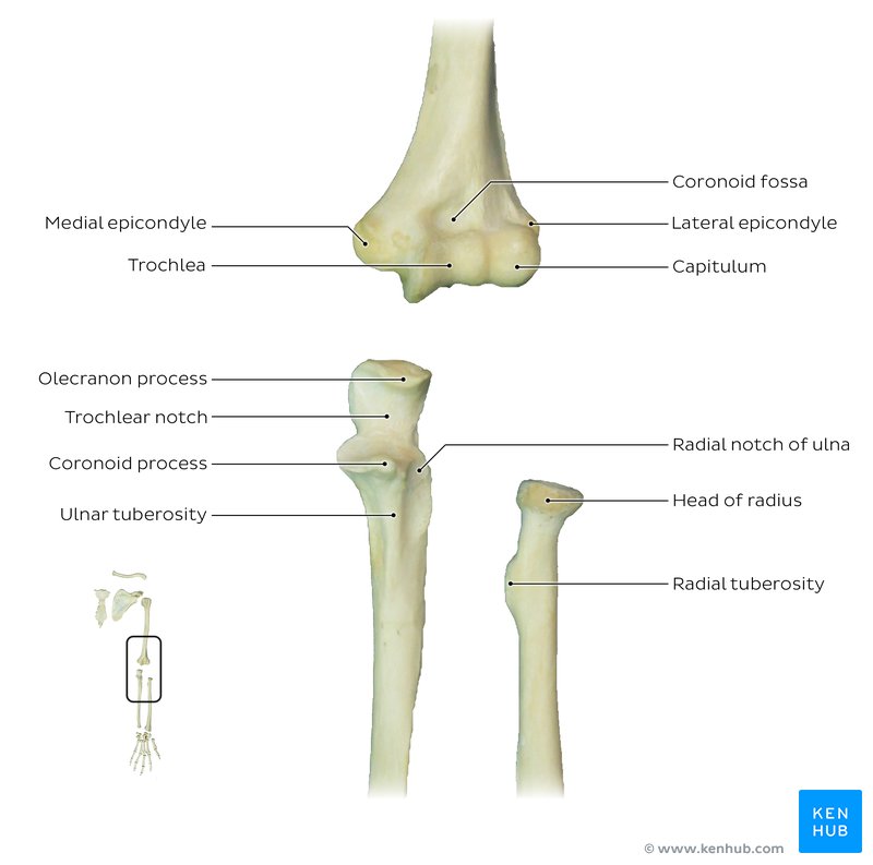 Bones of the forearm and distal humerus