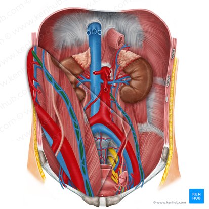 Artéria ovárica esquerda (Arteria ovarica sinistra); Imagem: Irina Münstermann