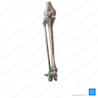 Músculo fibular terceiro (Musculus fibularis tertius); Imagem: Liene Znotina