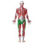 Gluteal muscles