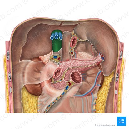 Veia cava inferior (Vena cava inferior); Imagem: Irina Münstermann