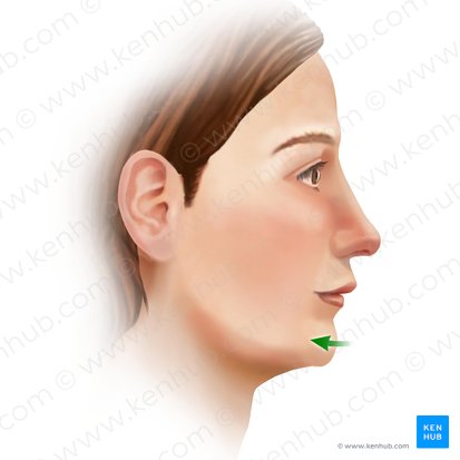 Retraction of mandible (Retractio mandibulae); Image: Paul Kim