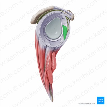 Ligamento glenoumeral médio (Ligamentum glenohumerale medius); Imagem: Paul Kim