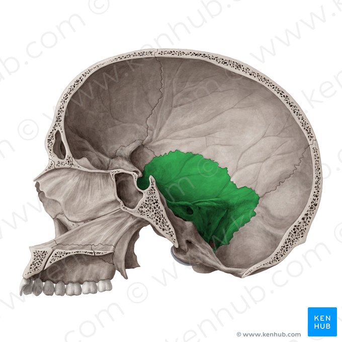 Temporal bone (Os temporale); Image: Yousun Koh