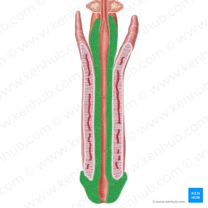 Corpus spongiosum of penis (Corpus spongiosum penis); Image: Samantha Zimmerman