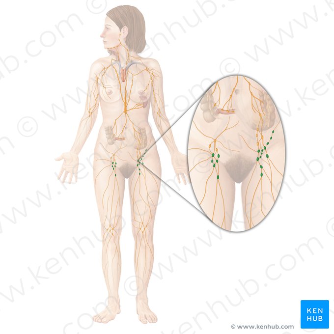 Superficial inguinal lymph nodes (Nodi lymphoidei inguinales superficiales); Image: Begoña Rodriguez