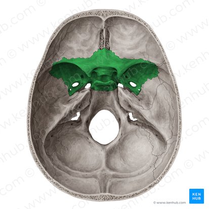 Sphenoid bone (Os sphenoidale); Image: Yousun Koh