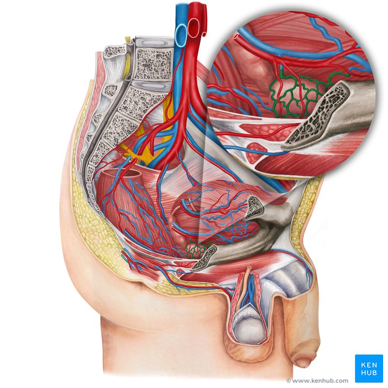 Prostatic venous plexus (Plexus venosus prostaticus)