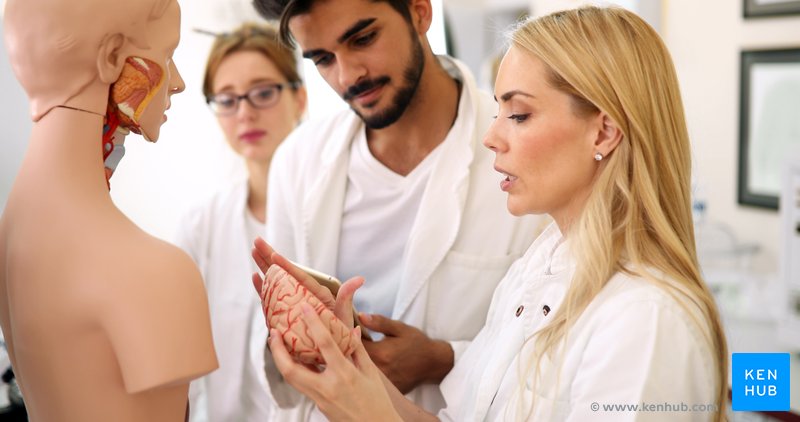 Students assemble anatomy model