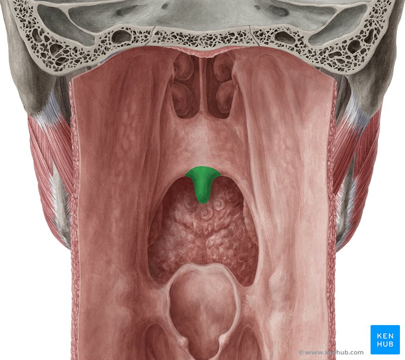 Úvula - vista posterior (verde)